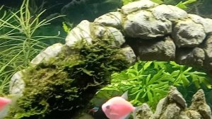 Аквариум обзор , приклеиваем монтекарло к гроту