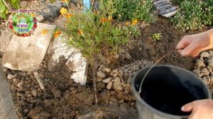 Как получить качественные семена бархатцев. Семена из своих цветов. Лайфхаки от Раисы Горяченко