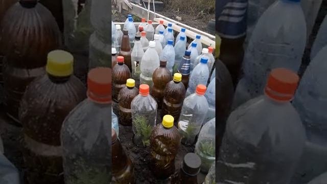 117. Осеннее черенкование декоративных кустарников.