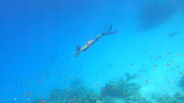 Фридайвинг в Красном Море Египет,Дахаб 08.2021