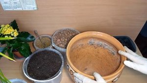 Циперус (сыть).Быстрая посадка комнатной чудо-пальмочки.Краткое описание выращивания Циперуса.