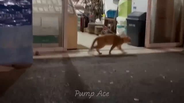 Самые смешные животные _ Приколы с котами и собаками смотреть онлайн