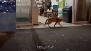 Самые смешные животные _ Приколы с котами и собаками