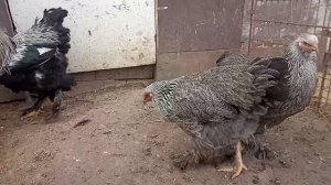 Куры породы брама палевая,тёмная брама и черный кохинхин