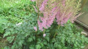 Астильба выращивание от покупки корневища и уход в открытом грунте