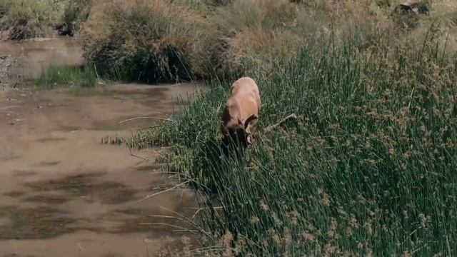 Meet Hyundai Tiger | Transforming Intelligent Ground Excursion Robot | YouthTube смотреть онлайн