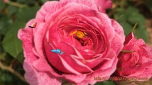 Роза канадская парковая Модэн Руби (morden ruby) ? обзор: как сажать, саженцы розы Модэн Руби