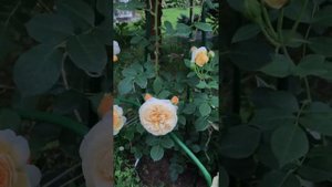 Роза Тизинг Джорджия/Rosa Teasing Georgia, David Austin, 1998. Цветение первогодок.