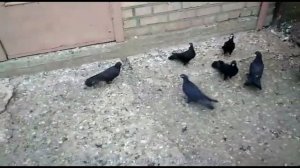 КОЛЛЕКЦИОННЫЕ ГОЛУБИ ХУСЕЙНА В ГРОЗНОМ +79631752125