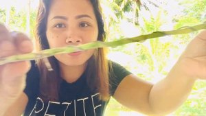 How to shape/design lucky bamboo plant (spiral design)