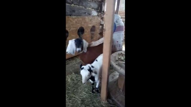 КАК ЖИВУТ НАШИ КОЗЫ смотреть онлайн