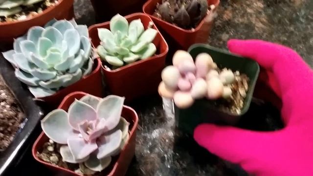 Echeveria vs. Sempervivum vs. Aeonium vs. Graptopetalum vs. Graptoveria смотреть онлайн