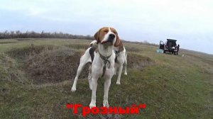 Русские пегие гончие Краснодарский край владелец Терновой А.А.