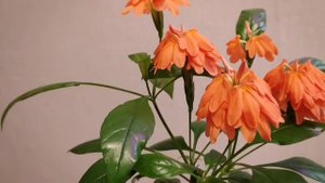 ЦВЕТЕНИЕ КРОССАНДРЫ ВЫРАЩИВАНОЙ  ИЗ СЕМЯН.