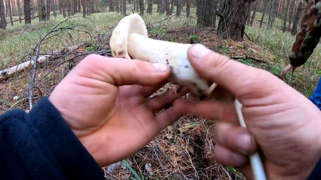 БЕЛЫЕ ГРИБЫ МАССОВО ПОСЛЕ ДОЖДЕЙ/ МОЛОДЫЕ ГРИБЫ ПРОБИВАЮТСЯ СКВОЗЬ ИГОЛКИ