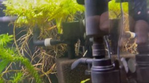 Простой скимер самоделка для очистки плёнки с поверхности воды в аквариуме . Такого ни у кого нет).