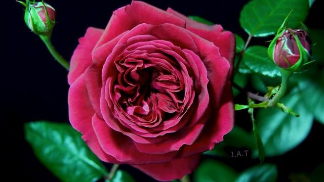 Как распускается роза Роял Палас. Royal Palace (Hikaru, Shizuoka. Япония 2014) смотреть онлайн