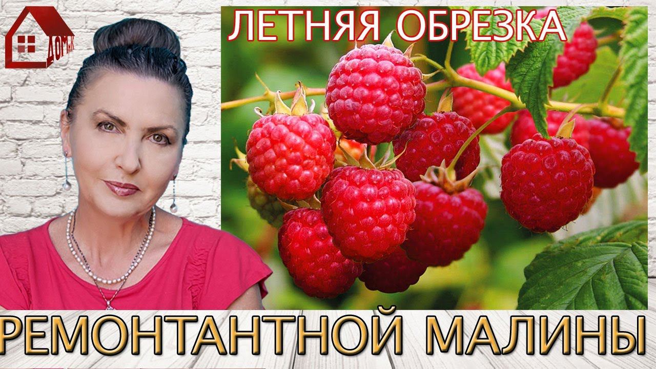 Ремонтантная МАЛИНА ОБРЕЗКА Летом. Как я обрезаю малину в июле.