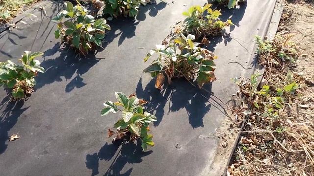 Клубника на спанбонде с редким поливом, отзывы смотреть онлайн