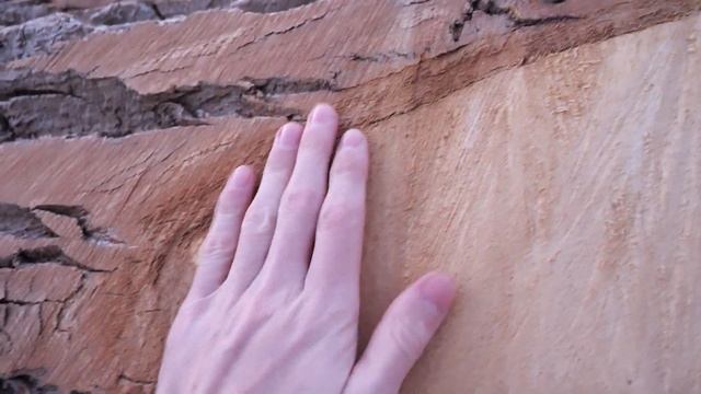 Очень толстые деревья в ГЕРМАНИИ смотреть онлайн