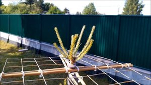 Как сформировать макушку сосны ниваки. 3 вида макушек ниваки из сосны.