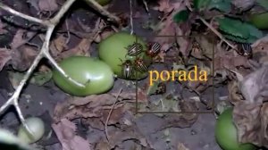 Что делать, если колорадские жуки едят помидоры и баклажаны