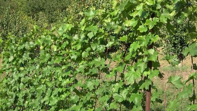 Обзор виноградника технических сортов: Диамант, Каберне Юра, Альминский на 22.07.2022г. смотреть онлайн