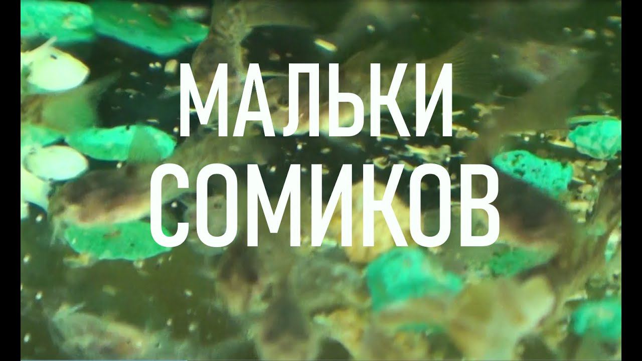 МАЛЬКИ СОМИКОВ ТАРАКАТУМОВ, КОРИДОРАСОВ И АНЦИСТРУСОВ