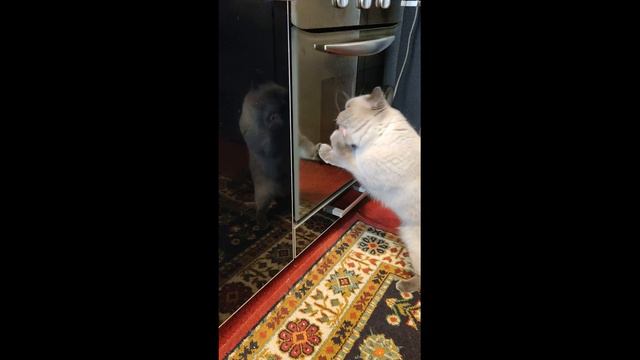 Котик не ест упавшее на пол. смотреть онлайн