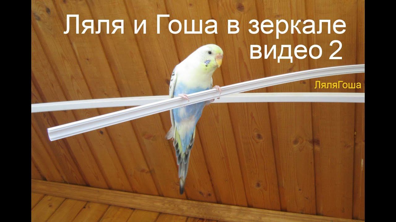Ляля Гоша в зеркале 2 -волнистые попугаи видео