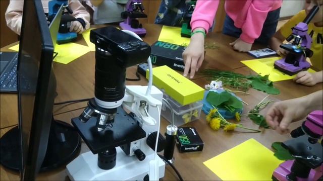 Строение клетки - Детский научный клуб (ДНК) - «МИКРОмир». Детская библиотека смотреть онлайн