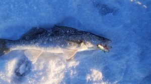 Первый лёд. Судаки на Каме на разные приманки,балансиры, вибы и ратлины. Рыбалка в Казани. Берши.