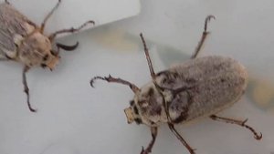 Жук -скрипун