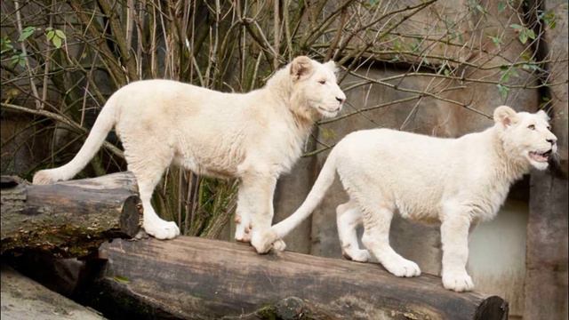 белый лев смотреть онлайн