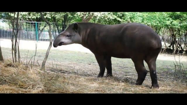 ТАПИР часть  3 смотреть онлайн