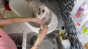 Dog Routine Bath and Brushing hair, Coton de tulear I Lorentix