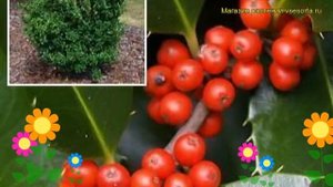 Падуб мезерва Хекенфи. Краткий обзор, описание характеристик ilex?meserveae Heckenfee