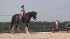 Black Clydesdale Horses at Lodestar Farm in Buchanan, TN - tnhomeandfarm.com