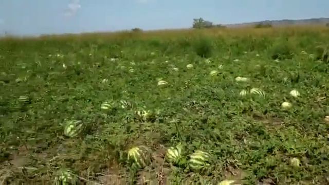 ПОЧЕМУ НЕТ БЕРЁЗЫ 🌳 ВО ДВОРЕ АХМАТ-АРЕНА ВЕДЬ 🌳 СИМВОЛ УСПЕХА И УДАЧИ