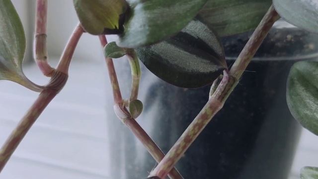 Традесканция Зебрина смотреть онлайн