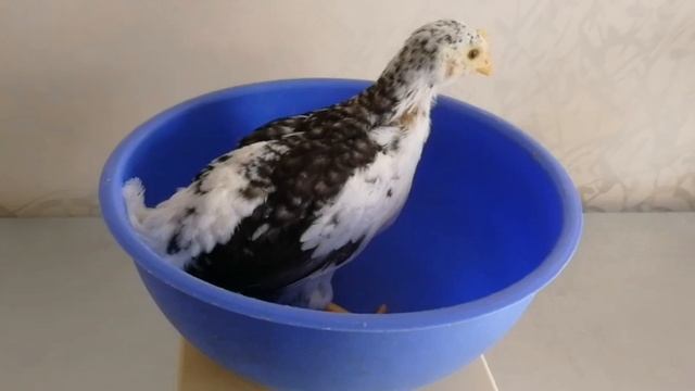 Пушкинским цыплятам месяц. Цыплята в лицах и цифрах.