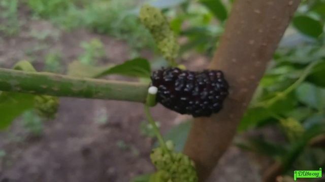 Тутовник или Шелковица сорт  "Чёрный Гигант", первое плодоношение, Астрахань 2023г.