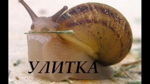 Учим слова Животные