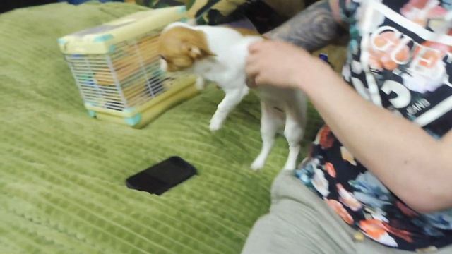 ПРОВОЖАЕМ Бьютти в НОВЫЙ дом 02.07.23 ПРОДАЮ щенков #ЧИХУАХУА +7 921 595 08 48 #купитьчихуахуапрода смотреть онлайн