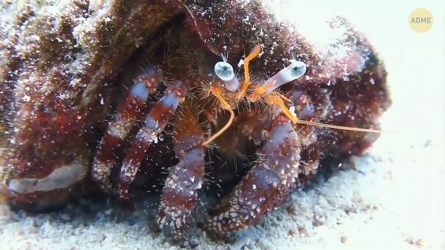 Общий вес всего, что люди построили на Земле смотреть онлайн