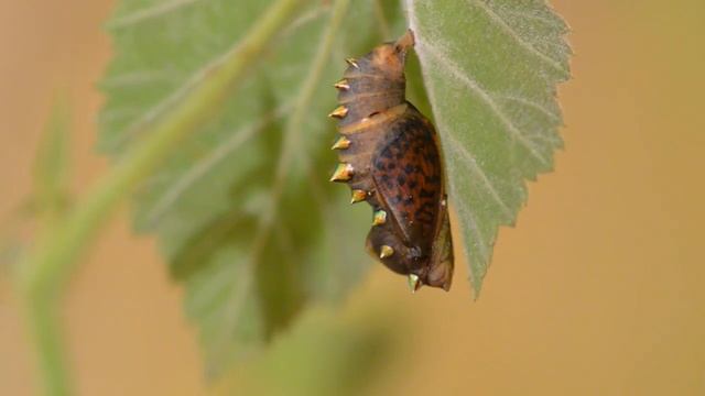 Куколка бабочки перламутровки смотреть онлайн