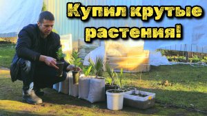 Купил классные растения для своего сада. Показываю как справляются пальмы с морозами