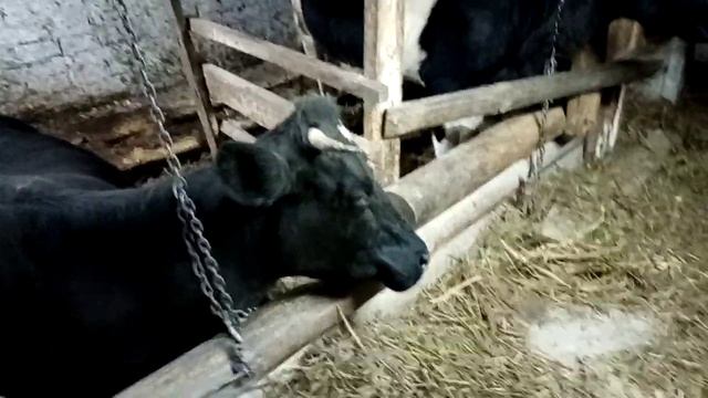 Когда лучше запускать корову!? И как прощупать телёнка! смотреть онлайн