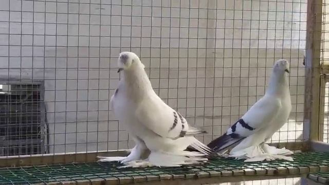 голуби