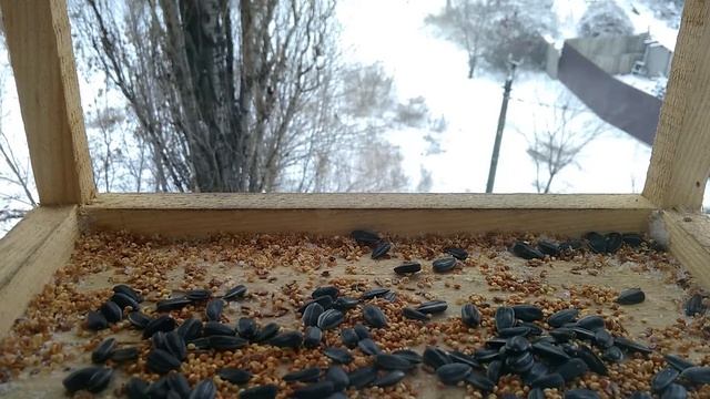Bird feeder cam #43: It's snowing and the birds are feeding смотреть онлайн